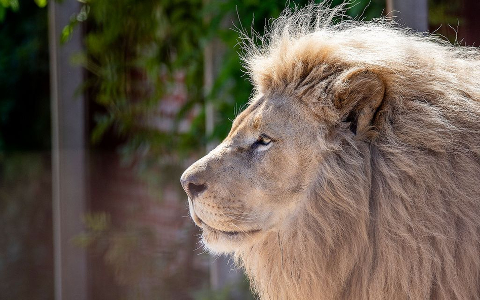 Australia: Lwy zaatakowały pracownicę zoo. Kobieta walczy o życie