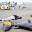 Delfiny na plaży. Wraca strach przed tsunami