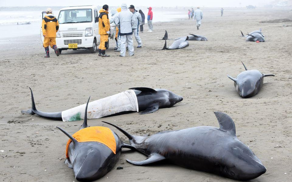 Delfiny na plaży. Wraca strach przed tsunami