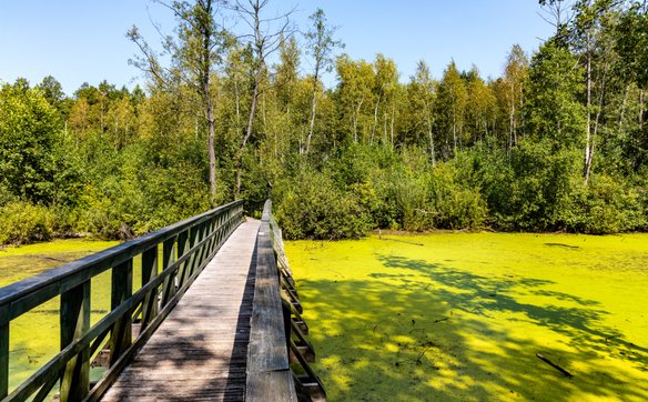 Fragment ścieżki przyrodniczej "13 błota stóp" na Bagnie Całowanie