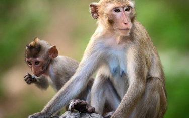 Makaki rozumieją intencje i przewidują reakcje innych małp.