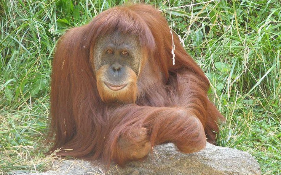 Orangutan. Fot. ltshears