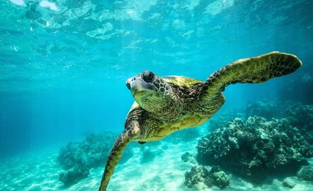 ONZ ochroni morza przed nadmierną eksploatacją