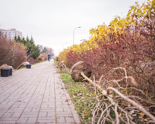 Dokument określa zalecane gatunki drzew, techniki ich sadzenia oraz podstawowe zasady dalszej pielęg