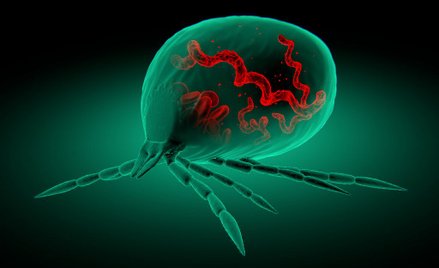 Borelioza szaleje. 20 tysięcy nowych przypadków