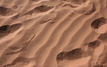 Pustynia Namib, fot. lawmurray