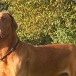Dogue de Bordeaux
