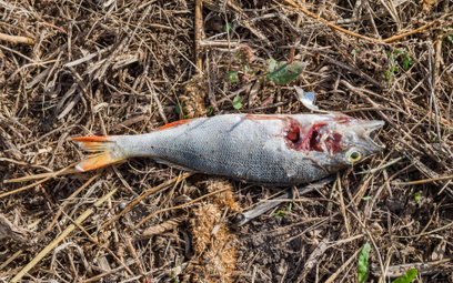 Zakaz korzystania z wód Kanału Gliwickiego na Śląsku. 1,5 ton śniętych ryb