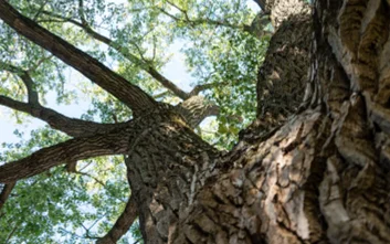 Topola kanadyjska z Ochoty zwyciężyła w konkursie Warszawskie Drzewo Roku 2025