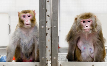 Małpy dostawały o 30 proc. mniej jedzenia niż ich kuzynki z klatki obok