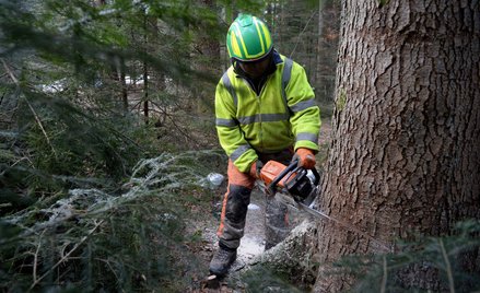 Leśne żniwa w rejonie Mucznego, na terenie Nadleśnictwa Stuposiany w Bieszczadach