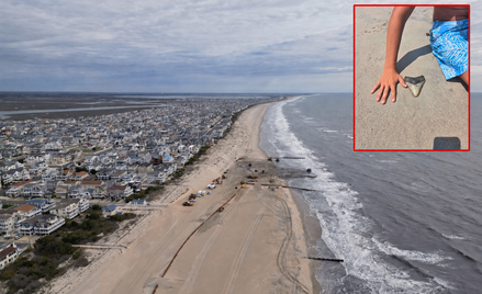 11-letni Bo podczas spaceru po plaży w New Jersey znalazł skamieniały ząb megalodona
