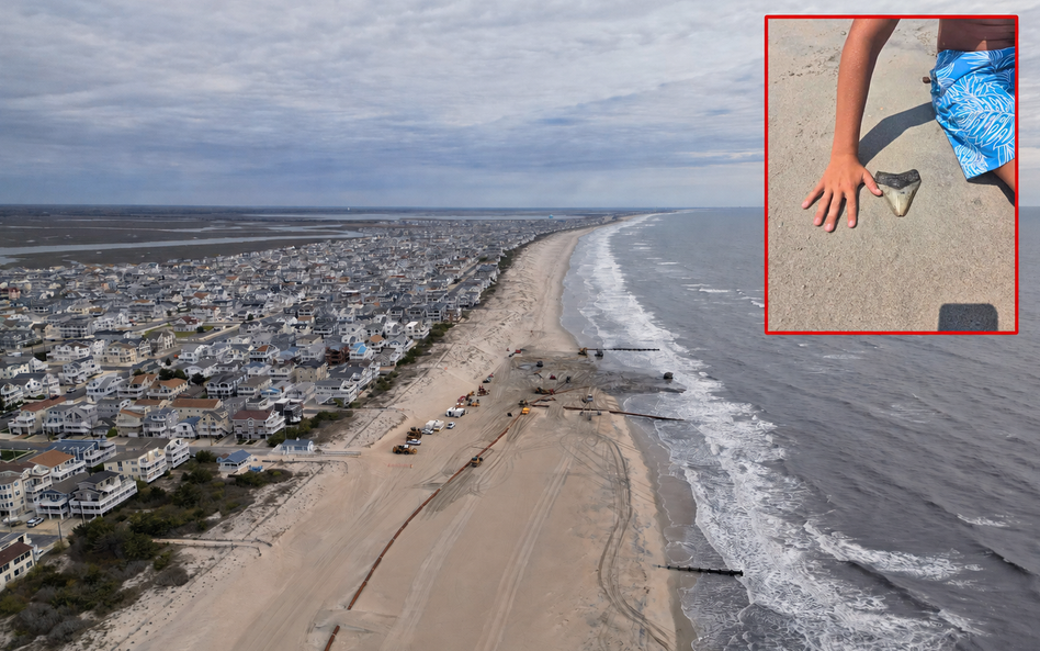 11-letni Bo podczas spaceru po plaży w New Jersey znalazł skamieniały ząb megalodona
