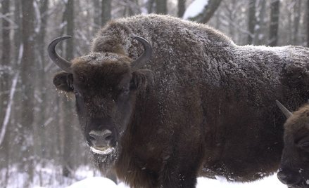Pojazd wojskowy potrącił dwa żubry. Zwierzęta nie przeżyły