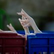 Ponad 16 tysięcy kur z gospodarstwa na Podlasiu trzeba było zutylizować po odkryciu ogniska rzekomeg