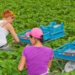 Prace sezonowe - nowy rodzaj umowy