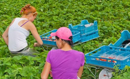 Zezwolenia na pracę dla cudzoziemców: urzędy wojewódzkie nie zaspokajają potrzeb firm