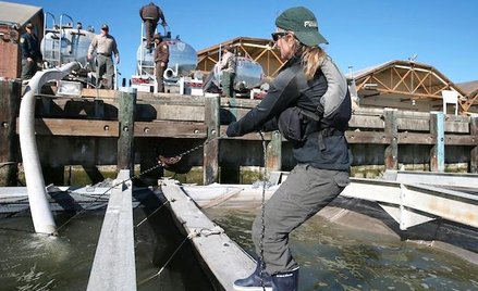 Jedna cysterna zabiera średnio 130 tys. ryb