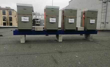 Atrium Biała z domami dla pszczół