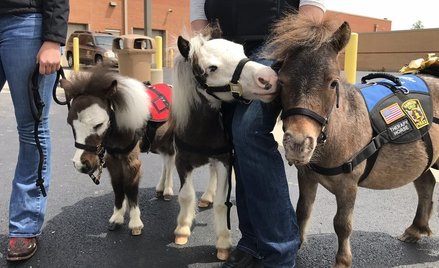 Amerykańskie lotnisko wprowadza terapię końmi