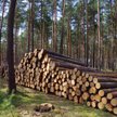 Nie było zdarzenia losowego, które pozwoliłoby na wycinkę lasu