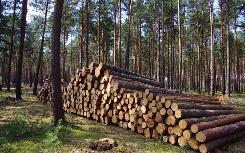 Nie było zdarzenia losowego, które pozwoliłoby na wycinkę lasu