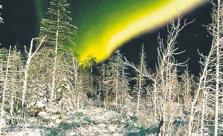 Niezwykły spektakl nad pogrążonym w mroku północnym lasem