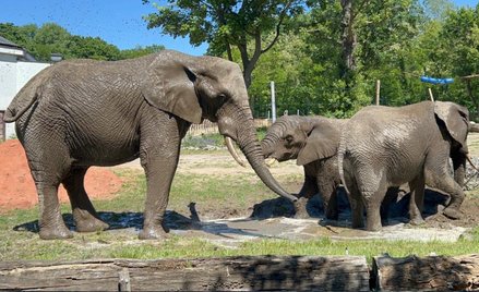 Słonie z warszawskiego zoo