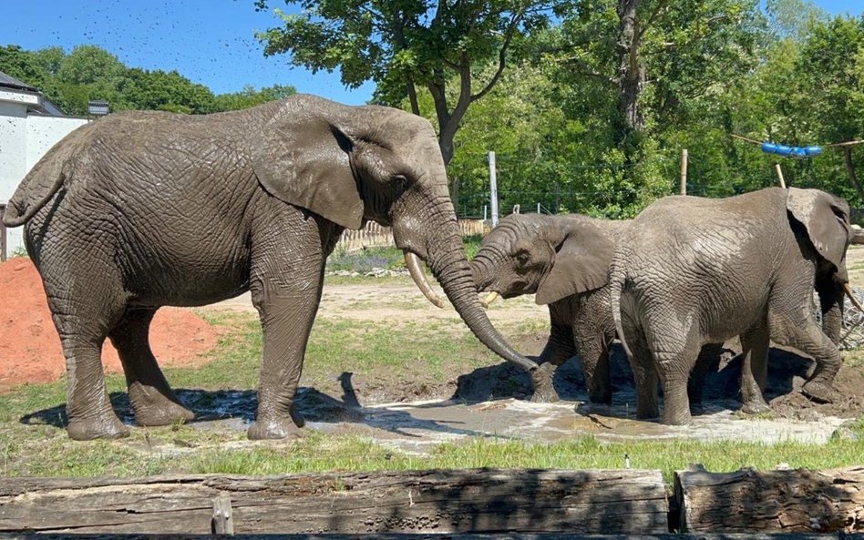 Słonie z warszawskiego zoo