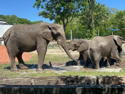 Słonie z warszawskiego zoo