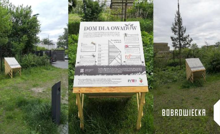 Owady zamieszkały w hotelu przy Bobrowieckiej
