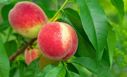 Najstarsze okazy pestek zachowały się wzdłuż rzeki Jangcy