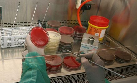 Zakażenie grzybem może powstrzymać rozwój raka