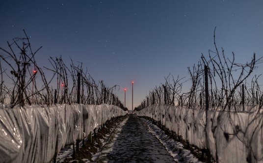 Zabezpieczone na zimę krzewy w Winnicy Turnau.