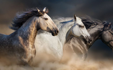 USA: Służba leśna wyłapie konie i sprzeda je do rzeźni?