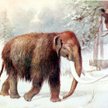 Mamuty zostały przetrzebione przez ludzkich myśliwych i zmiany klimatu