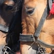 Furmani z Morskiego Oka skazani za znęcanie się nad końmi