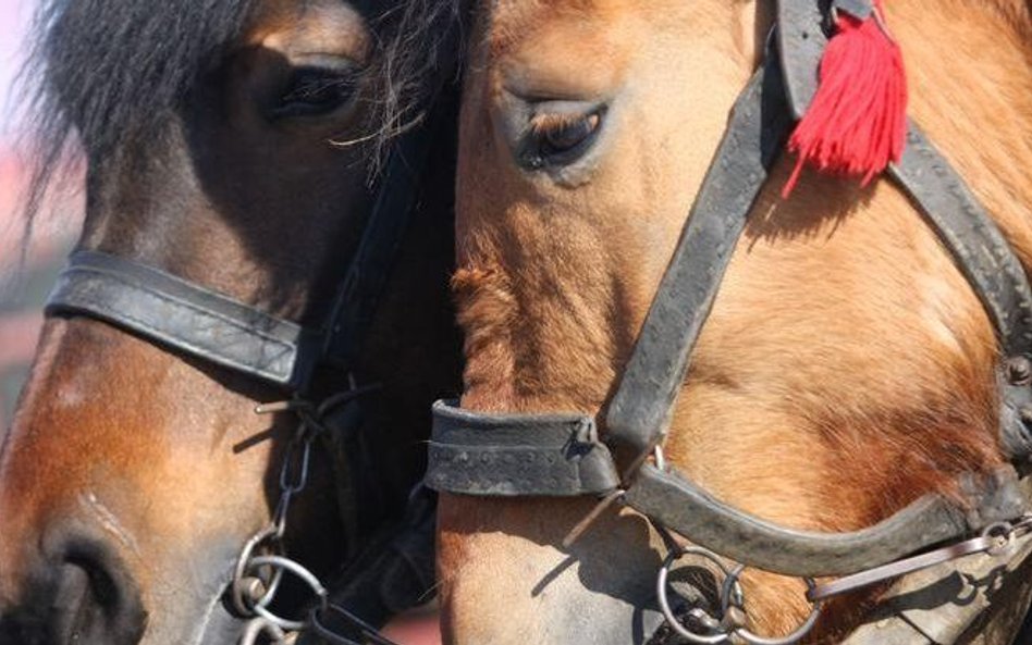 Furmani z Morskiego Oka skazani za znęcanie się nad końmi