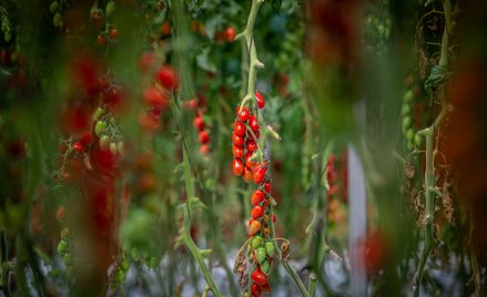 Nie ma kto zbierać owoców. Jak Europa długa i szeroka