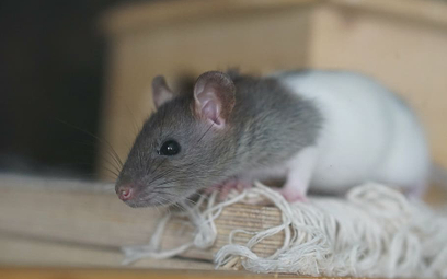 Szczury unikają krzywdzenia. Empatia jak u ludzi