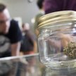 Kalifornia: Marihuana dla ubogich za darmo