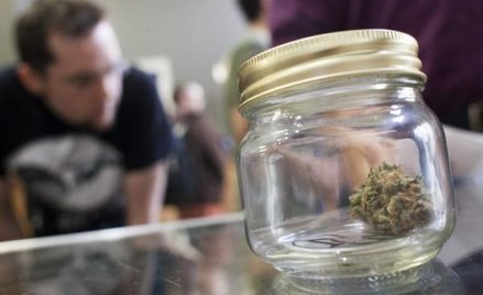 Kalifornia: Marihuana dla ubogich za darmo