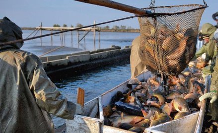 Na inwestycje w przedsiębiorstwa rybackie m.in. na Podkarpaciu przeznaczone jest 2 mln euro.