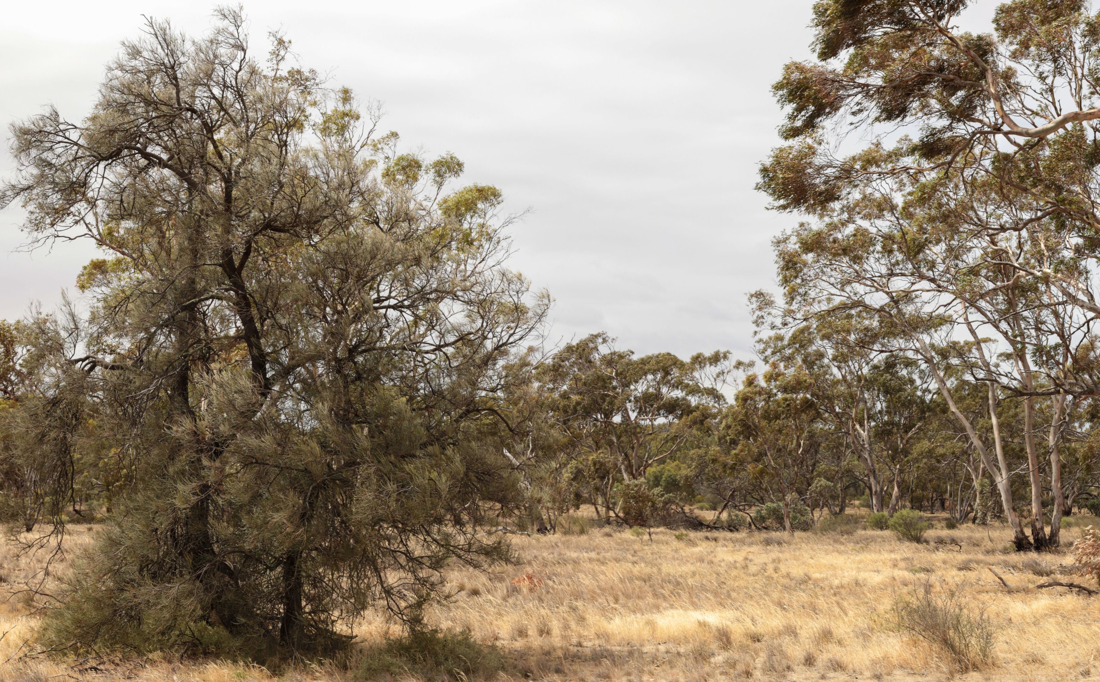 Dwanaście dni w australijskim buszu. Niemiecka turystka odnaleziona