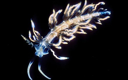 Trudno uwierzyć, że ten piękny morski ślimak dotąd umykał uwadze biologów.