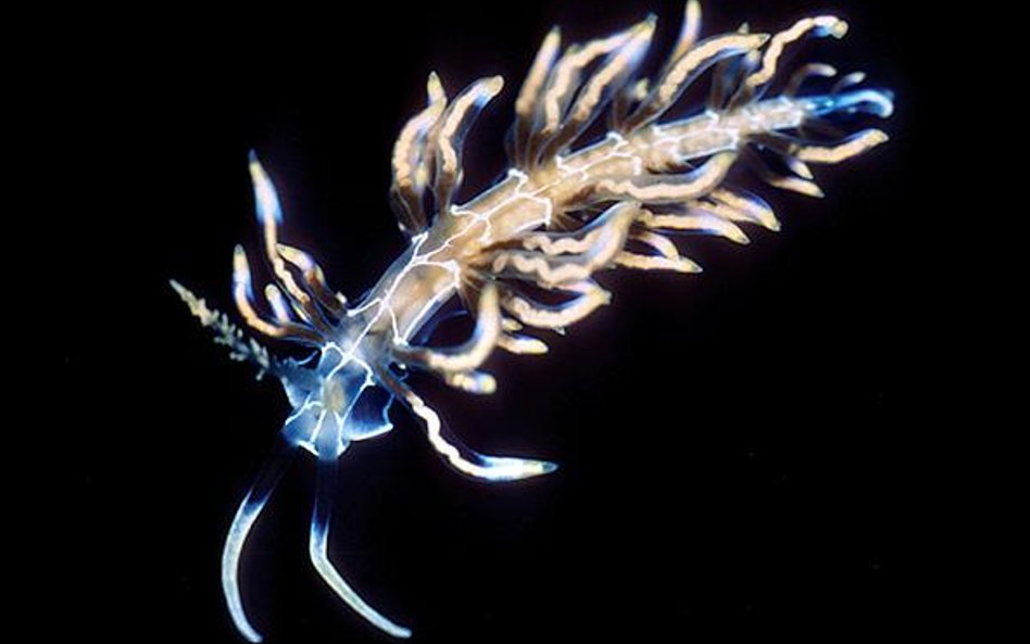 Trudno uwierzyć, że ten piękny morski ślimak dotąd umykał uwadze biologów.