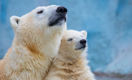 Niedźwiedzie polarne muszą migrować z Alaski do Rosji