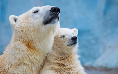 Niedźwiedzie polarne muszą migrować z Alaski do Rosji