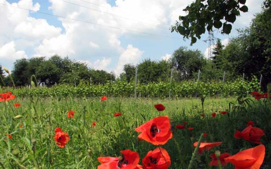 Winnica Vanellus w Podkarpaciu latem