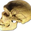 Czaszka neandertalczyka z La Ferrassie we Francji